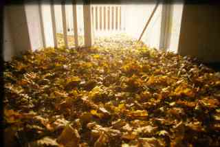 *Laub Treppe*, 1997, 500 x 700 x 400 cm, leaves, wire mesh