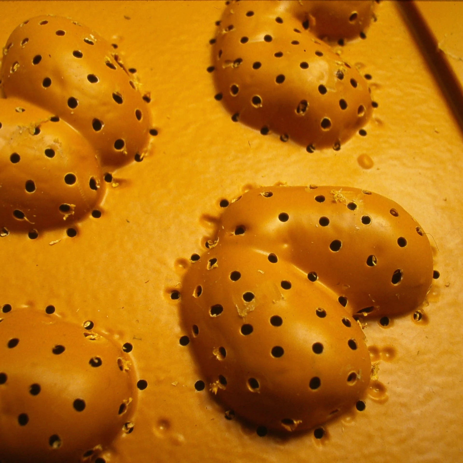 *Kartoffelformen*, 1999, 40 x 60 cm, deep-drawn plastic, potatoes, soil