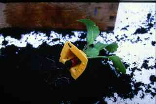 *Würfel Radieschen*, 1999, 3 x 3  x 3 cm, deep-drawn plastic, radish, soil