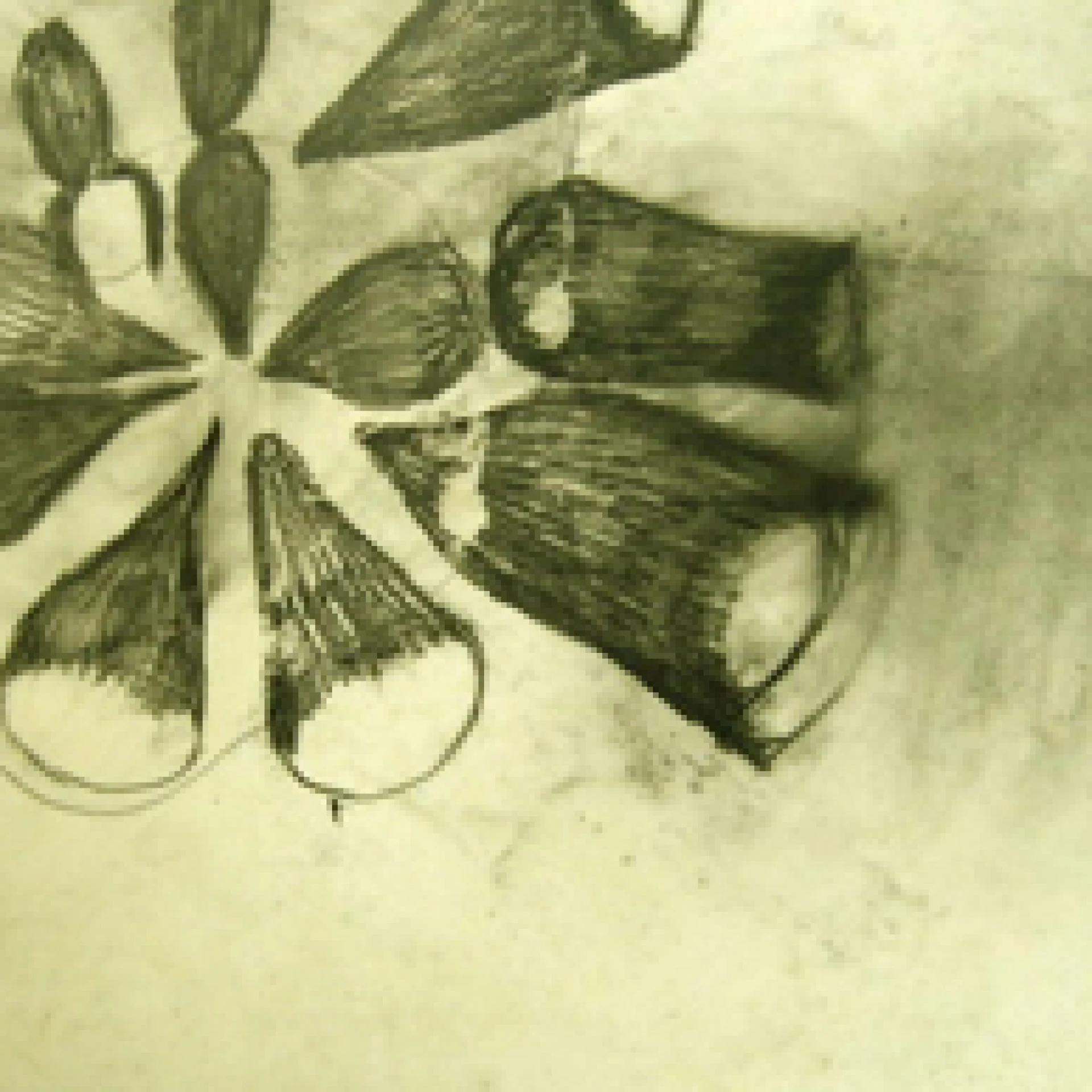 *o.T.*, 2006, oil paint, graphite and wax on paper, 29 x 50 cm